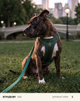 No-Pull Harness Set