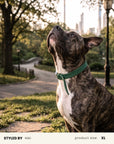 Waterproof Dog Collar Set