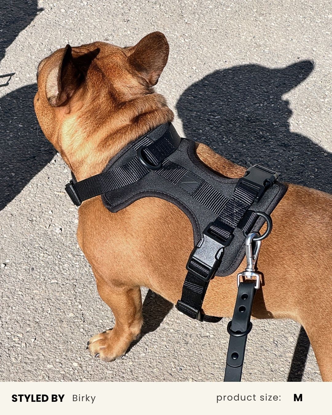 Black Adjustable No-Pull Dog Harness