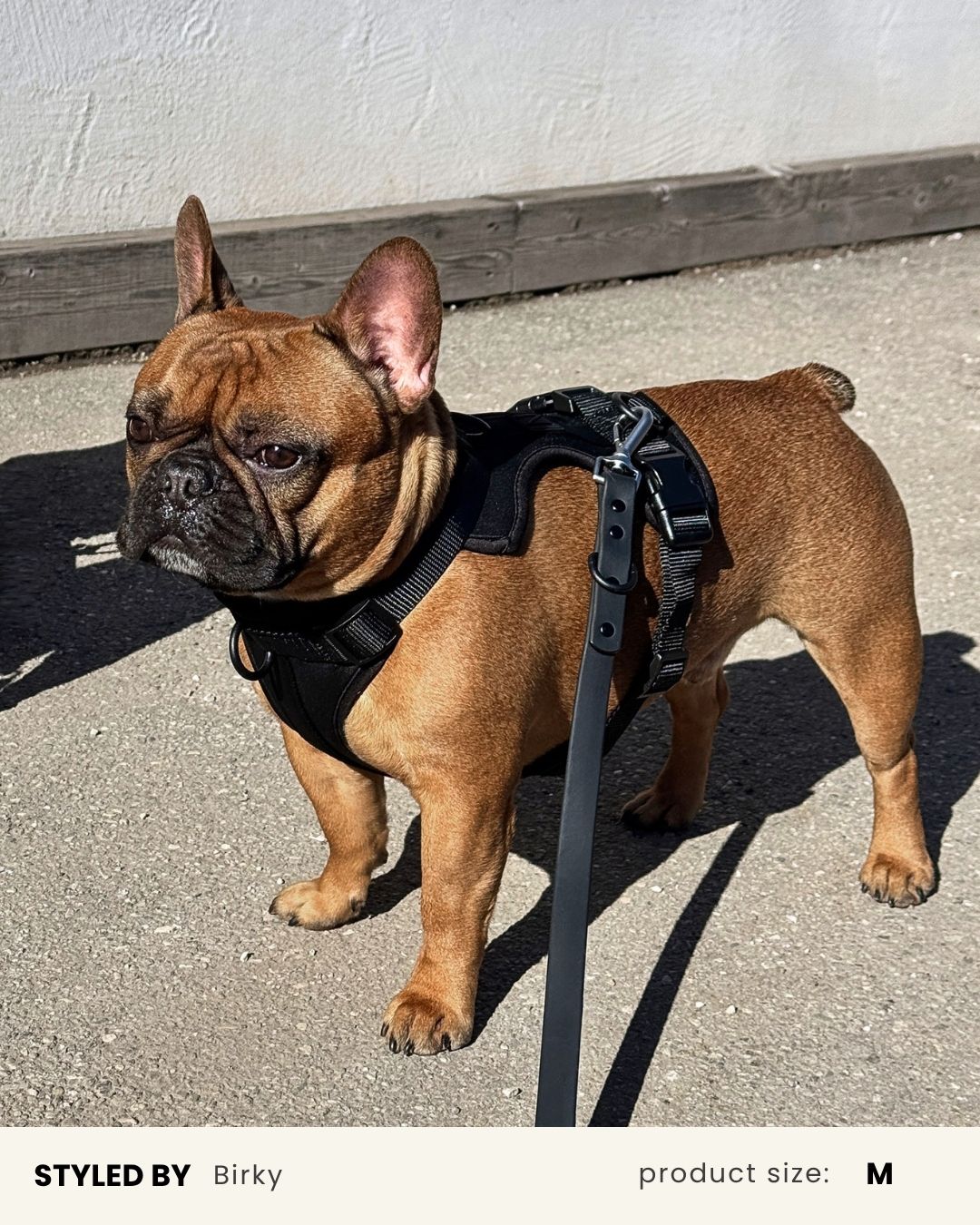 Black Adjustable No-Pull Dog Harness