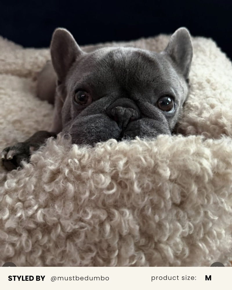 French Bulldog Beige Teddy Sofa Bed
