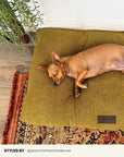Chartreuse Green Boucle Floor Dog Pillow