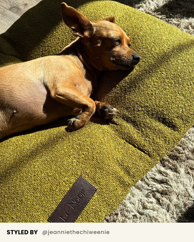 Chartreuse Green Boucle Floor Dog Pillow