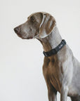 Big grey dog wearing Le Noof's dark washed denim collar