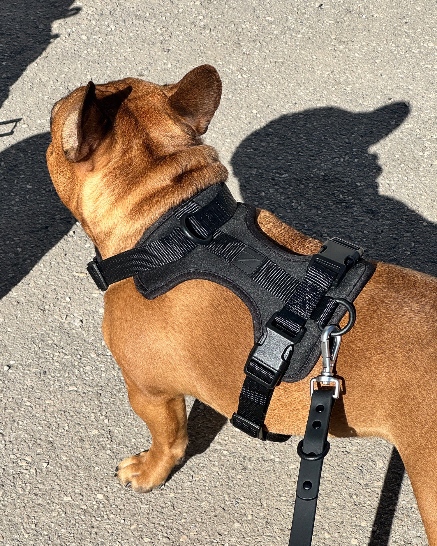 Black designer no-pull dog harness, Le Noof