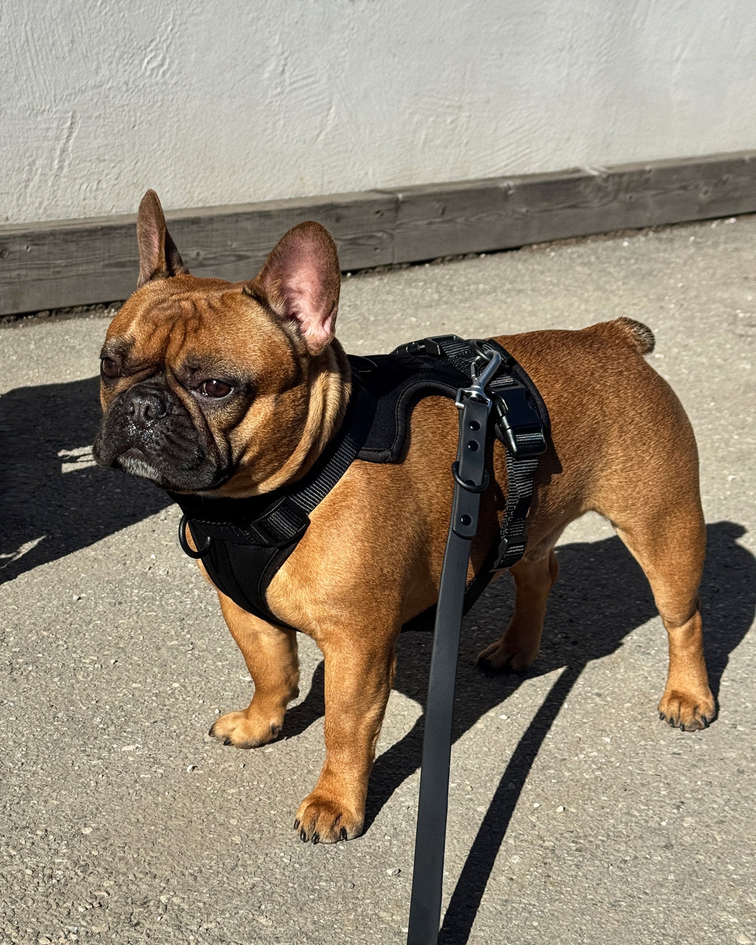 Black technical no-pull dog harness, Le Noof