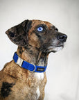 Brown dog wearing blue corduroy dog collar by Le Noof