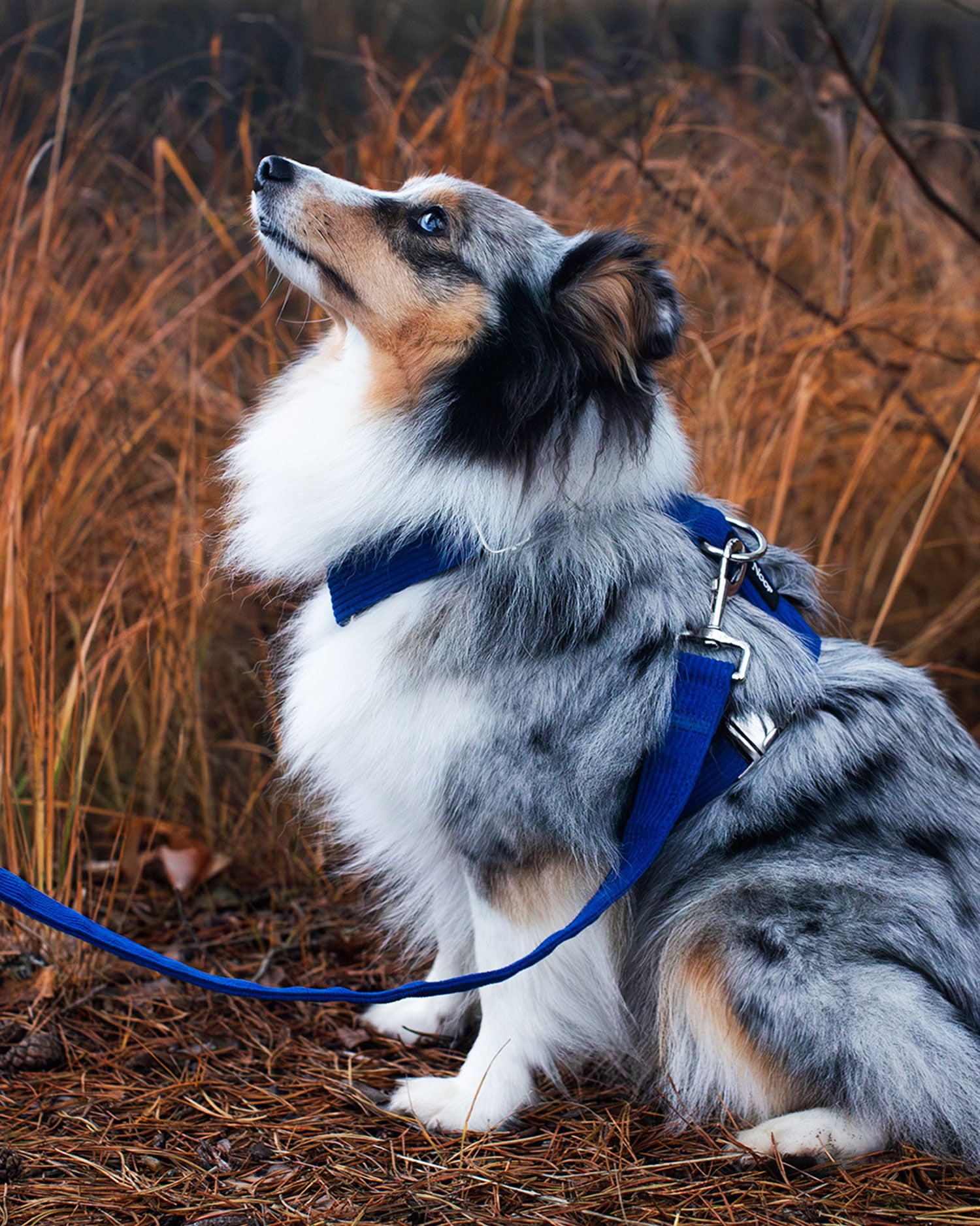 Blue corduroy dog walk set with harness and leash