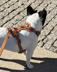 Brown Waterproof Dog Leash