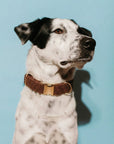 White dog wearing brown teddy dog collar with gold metal buckle from Le Noof