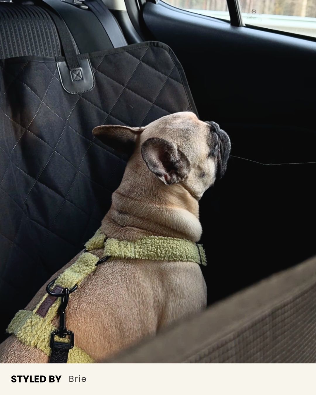 Black Dog Car Seat Cover