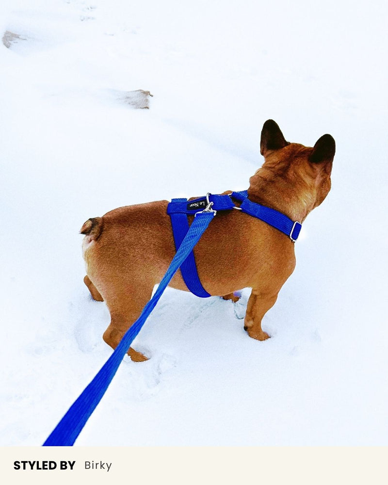 Blue Corduroy Dog Leash