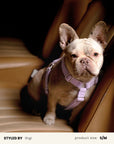 Corduroy Dog Harness Set