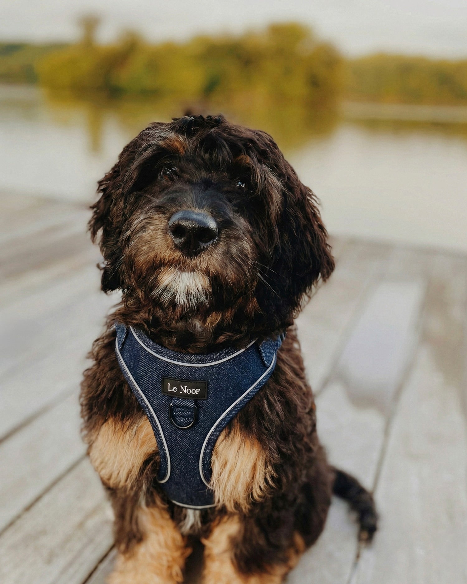 Dark Blue Denim No-Pull Dog Harness