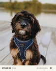 Mix & Match Dog Harness Set
