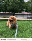 Denim Dog Harness Set