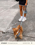Mix & Match Dog Harness Set