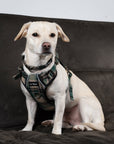 white dog wearing green plaid Le Noof collar and harness