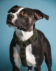 Moss Green Teddy Step-In Dog Harness