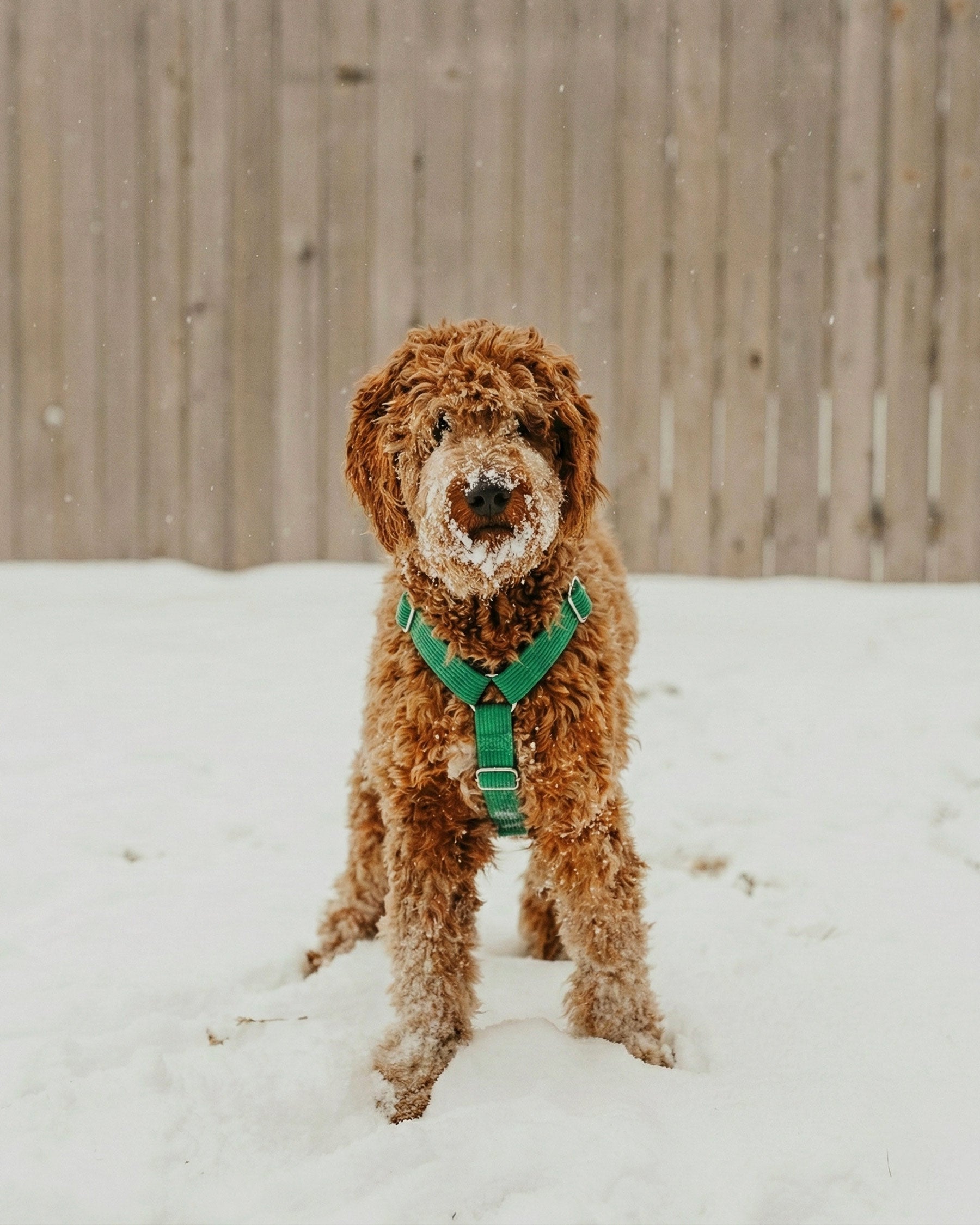 Brown dog wearing green corduroy step in harness by Le Noof