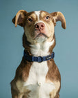 Brown dog wearing dark blue denim dog collar made by Le Noof