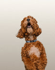 brown dog with Modern Geometric Print dog collar made by Le Noof