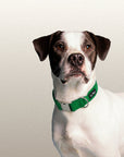 Green Le Noof corduroy dog collar worn by a white dog