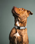 Brown Pitbull with grey Le Noof dog collar
