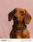 Jacquard Dog Collar Set