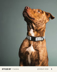 Jacquard Dog Collar Set