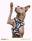Mix & Match Dog Harness Set