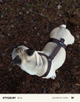 Jacquard Dog Harness Set