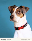 Jacquard Dog Collar Set
