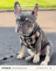 Mix & Match Dog Harness Set
