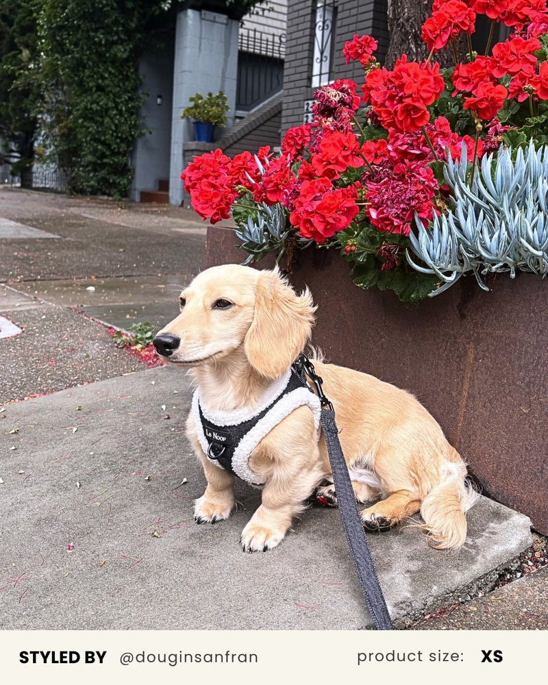 Black Denim Dog No-Pull Vest Harness