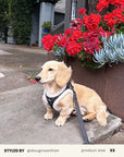 Black Denim No-Pull Harness Set