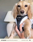 Black Denim No-Pull Harness Set