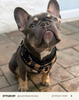 Mix & Match Dog Harness Set
