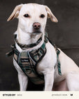 Plaid Dog Collar Set