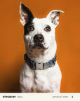 Plaid Dog Collar Set