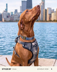 Plaid Dog Collar Set