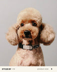 Mix & Match Dog Collar Set