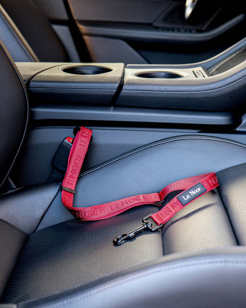 Maroon red dog seat belt buckled in the car