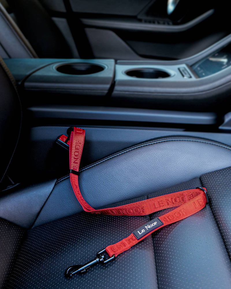 Red Le Noof dog seat belt buckled in the car
