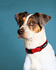 Dog with red Le Noof dog collar