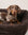 Brown teddy sofa dog bed with a Dachshund, Le Noof