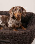 Brown teddy sofa dog bed with a Dachshund, Le Noof