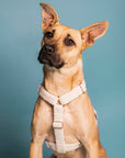 Cream White Teddy Step-In Dog Harness