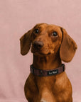 Brown Jacquard Dog Collar