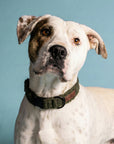 White dog wearing Le Noof's dark green teddy dog collar